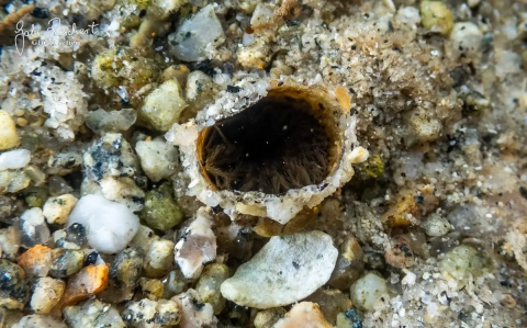 Röhre der Sabelle im Sand