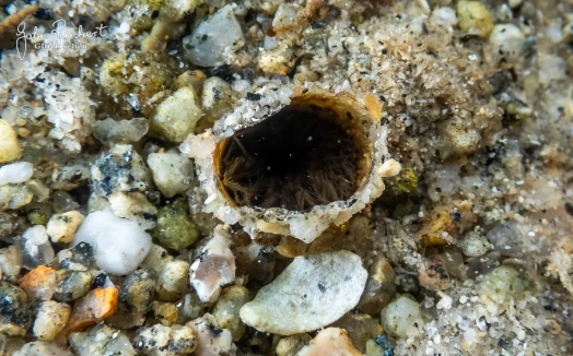 Röhre der Sabelle im Sand Röhre der Sabelle im Sand