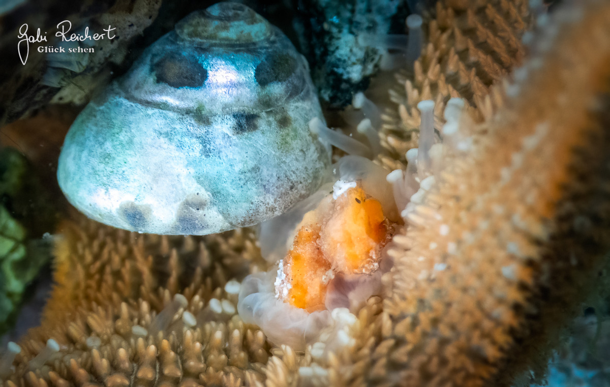 Buckeliger Seestern hat den Magen ausgestülpt um eine Schnecke zu fressen Buckeliger Seestern hat den Magen ausgestülpt um eine Schnecke zu fressen