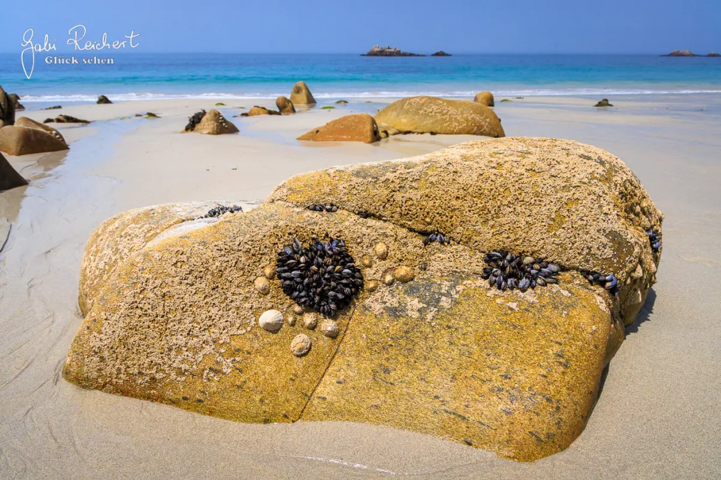 Miesmuscheln und Napfschnecken Miesmuscheln und Napfschnecken