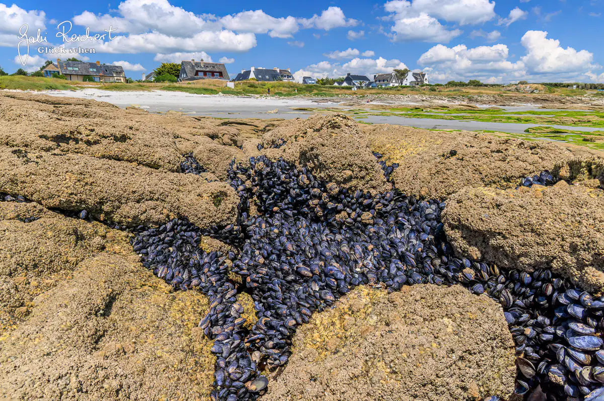 Miesmuscheln auf Felsen Miesmuscheln auf Felsen