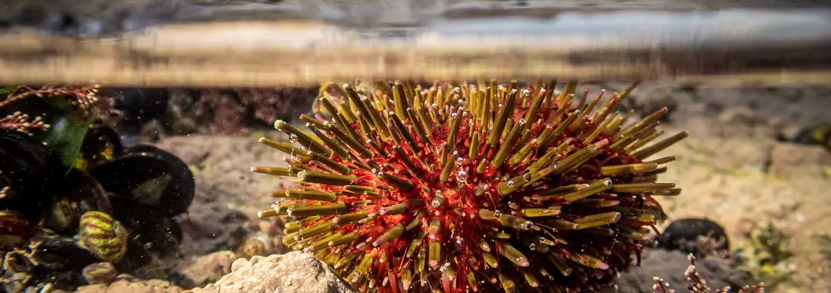 Steinseeigel als Split-Foto