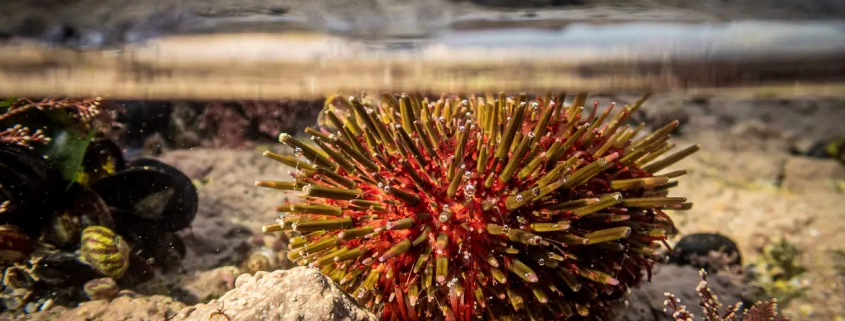 Steinseeigel als Split-Foto