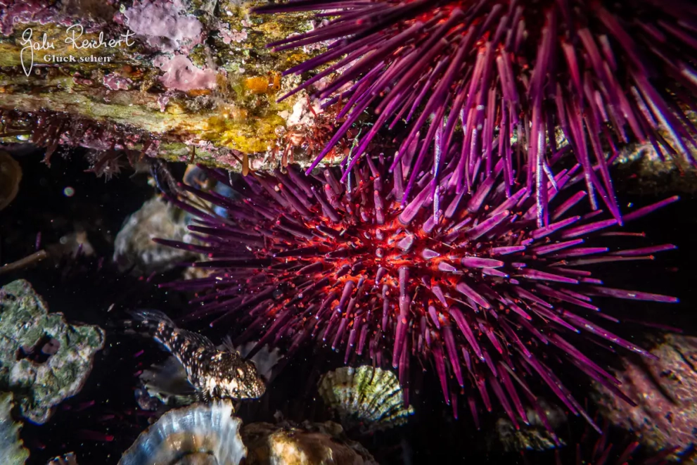 Seeigel im Gezeitentümpel Seeigel im Gezeitentümpel