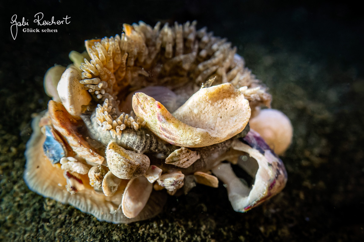 Anemone Sagartia mit Muschelfragmenten
