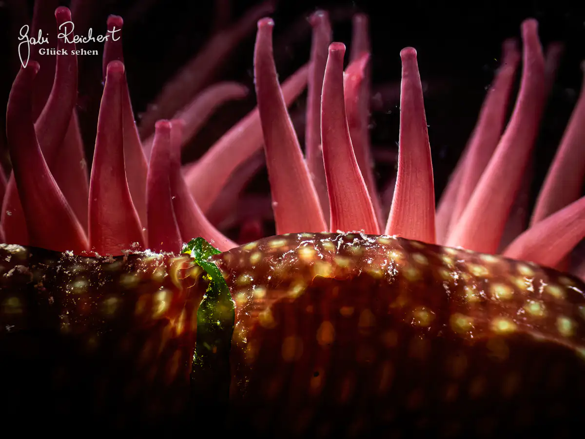 Erdbeeranemone