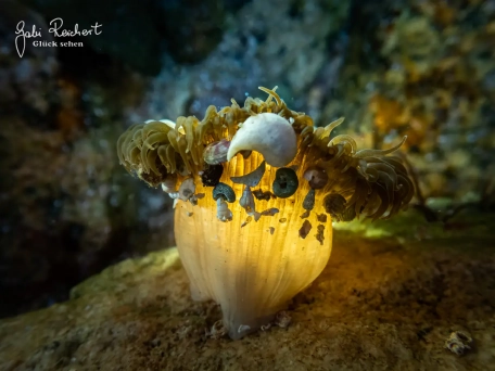 Anemone, die sich mit Muschelschalen schützt Anemone, die sich mit Muschelschalen schützt
