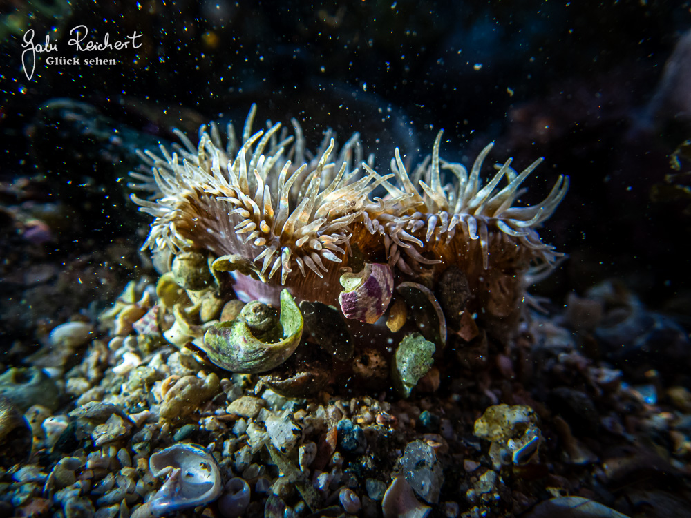 Anemone mit vielen Schwebeteilchen