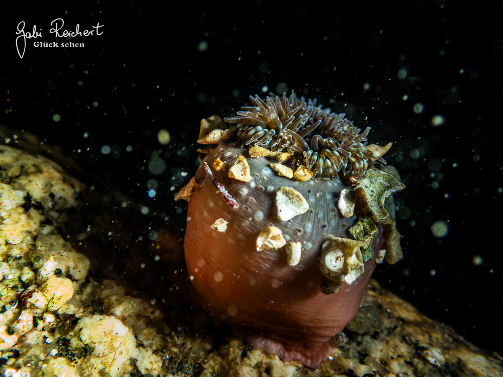 Anemone mit backscatter
