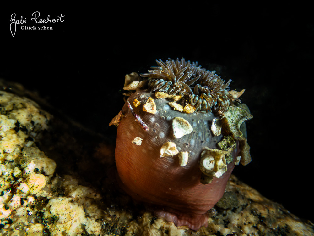 Anemone ohne backscatter