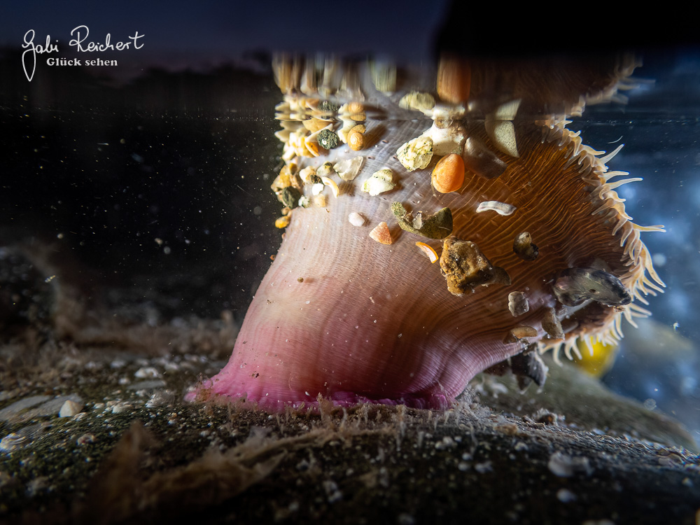Anemone, Schwebeteilchen