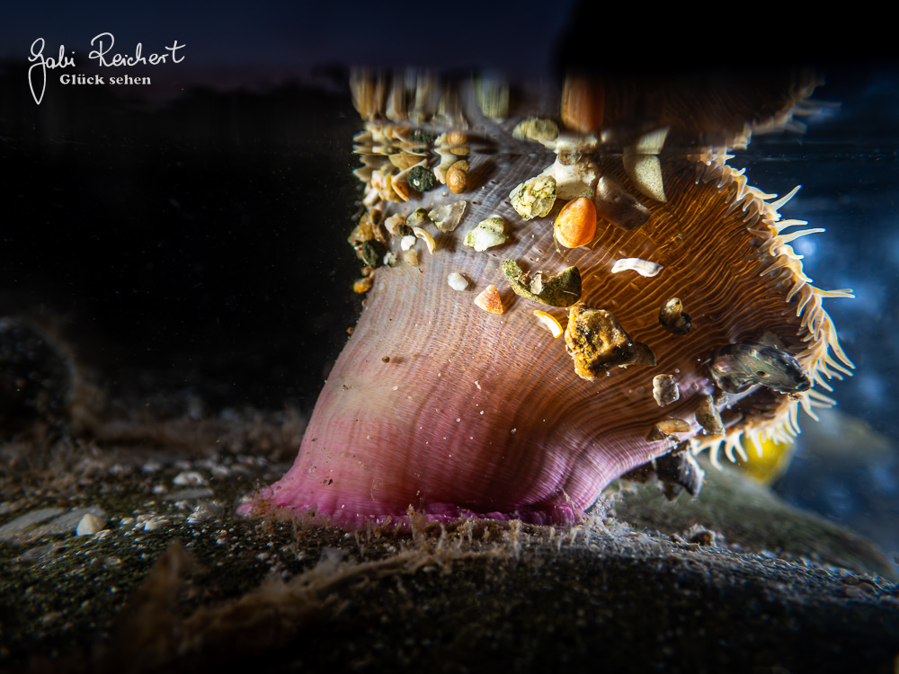 Anemone, Schwebeteilchen