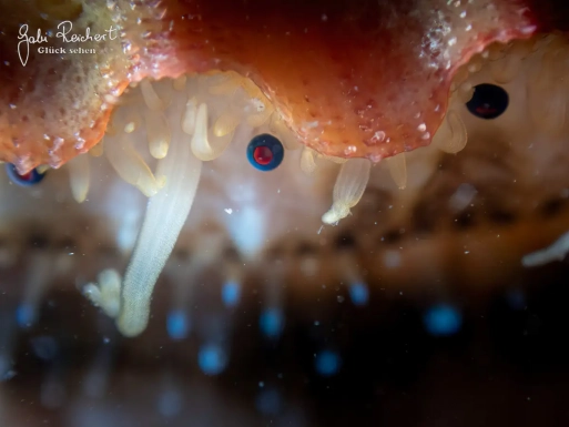Auge der Kammmuschel Auge der Kammmuschel