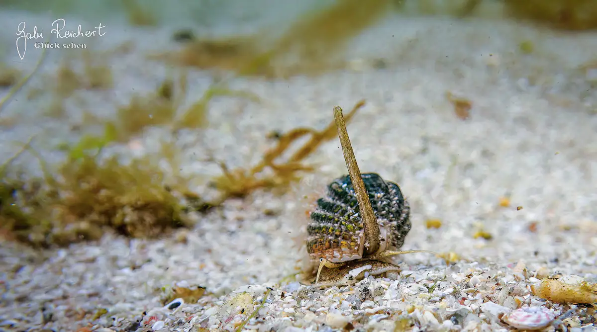 Netzreusenschnecke