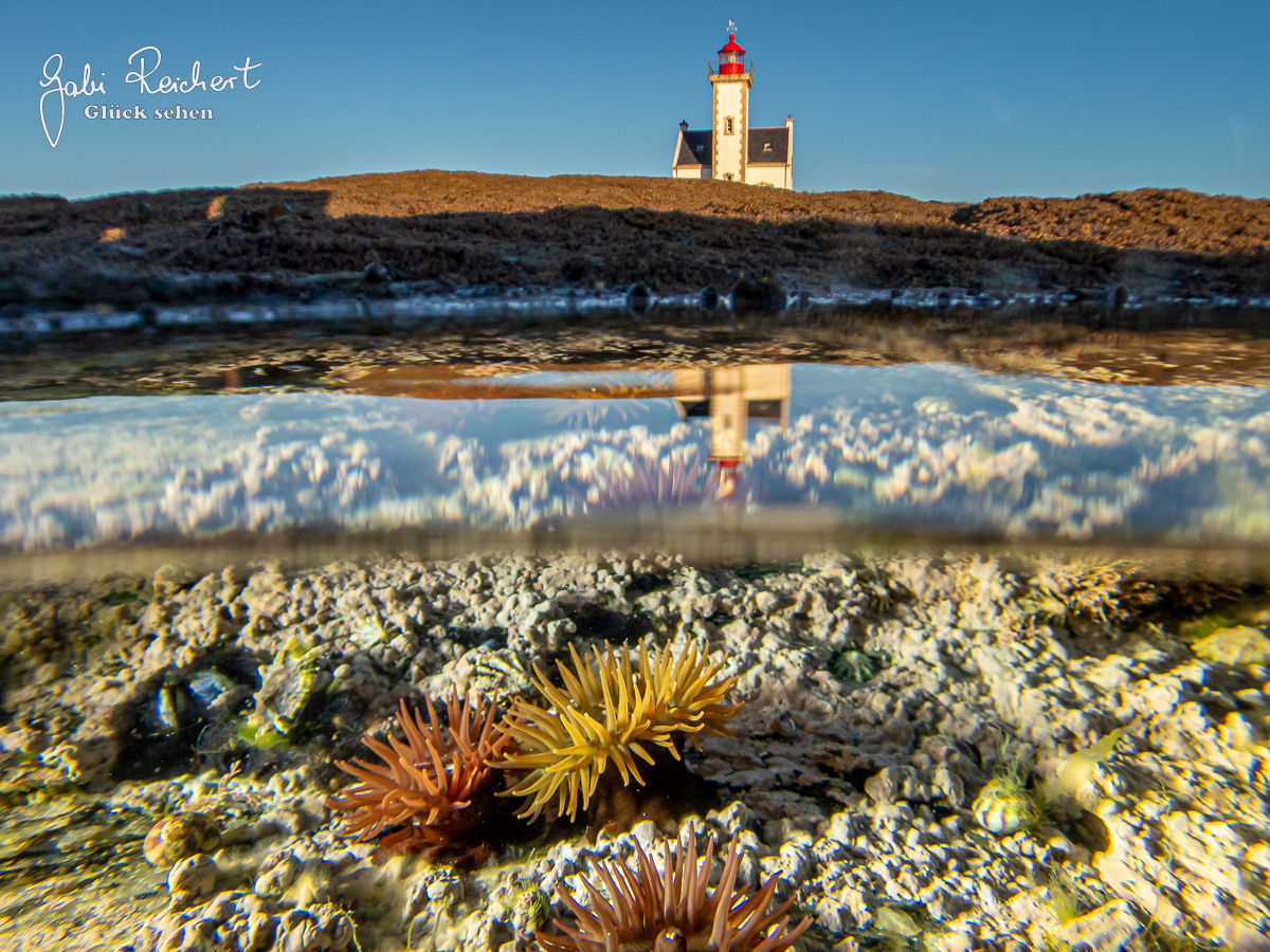 Farben der Pferdeaktinien und der Phare de la Pointe du Chat, Ile de Groix