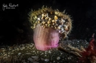 Anemone - Sagardia - mit Schlaenfragmenten