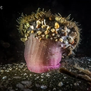 Anemone – Sagardia – mit Schlaenfragmenten Anemone - Sagardia - mit Schlaenfragmenten
