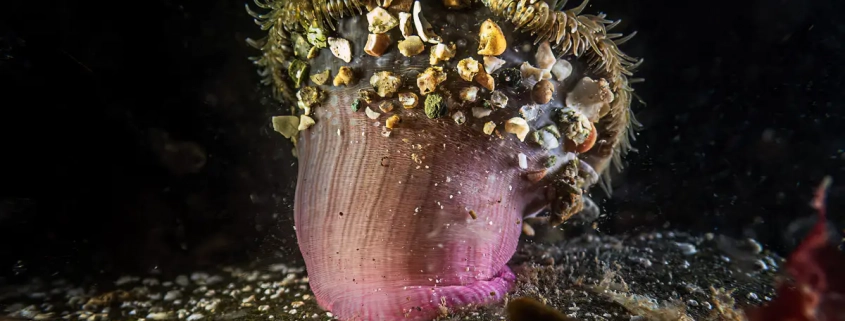 Anemone - Sagardia - mit Schlaenfragmenten