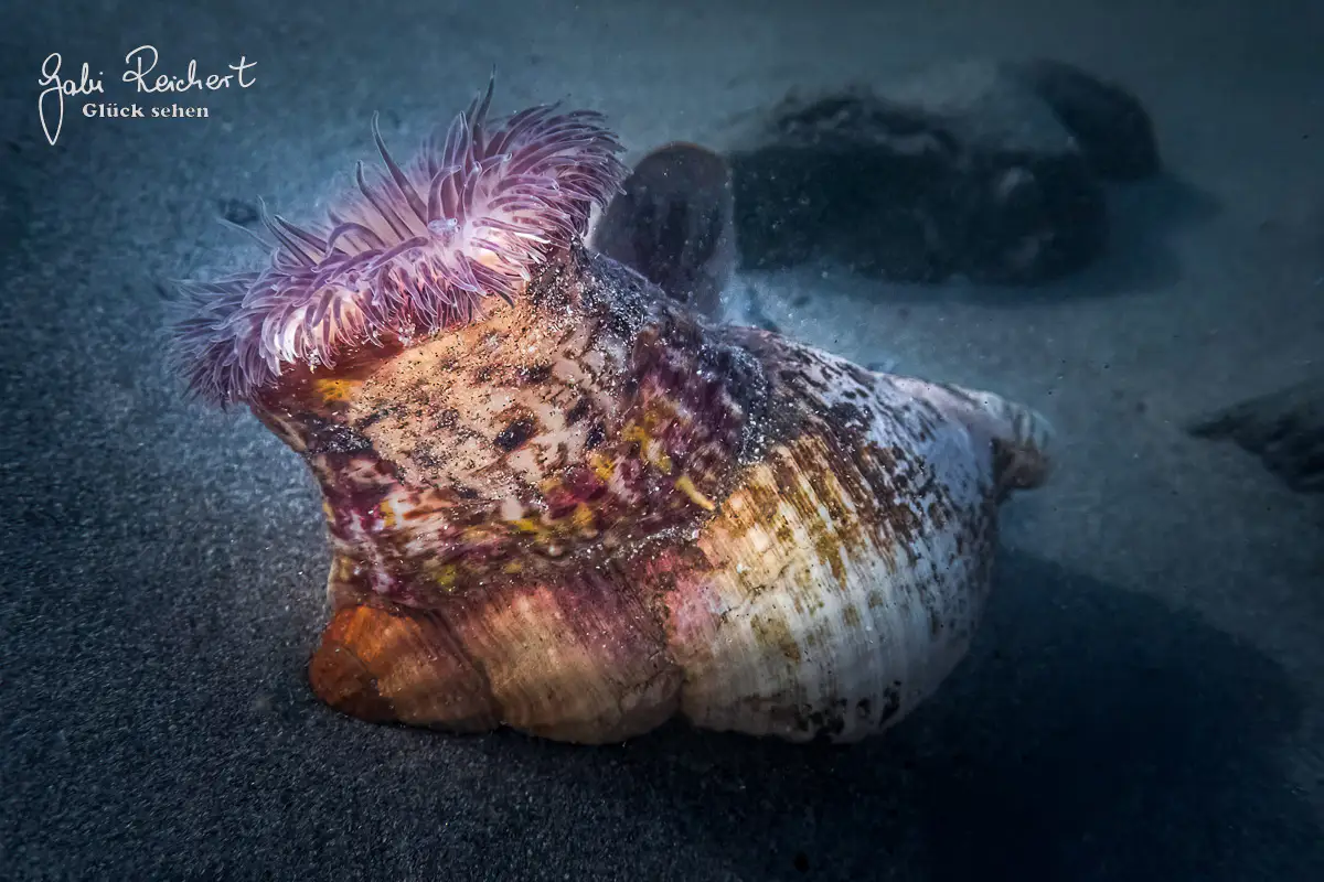 Schmarotzeranemone