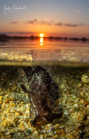 Seehase im Sonnenuntergang