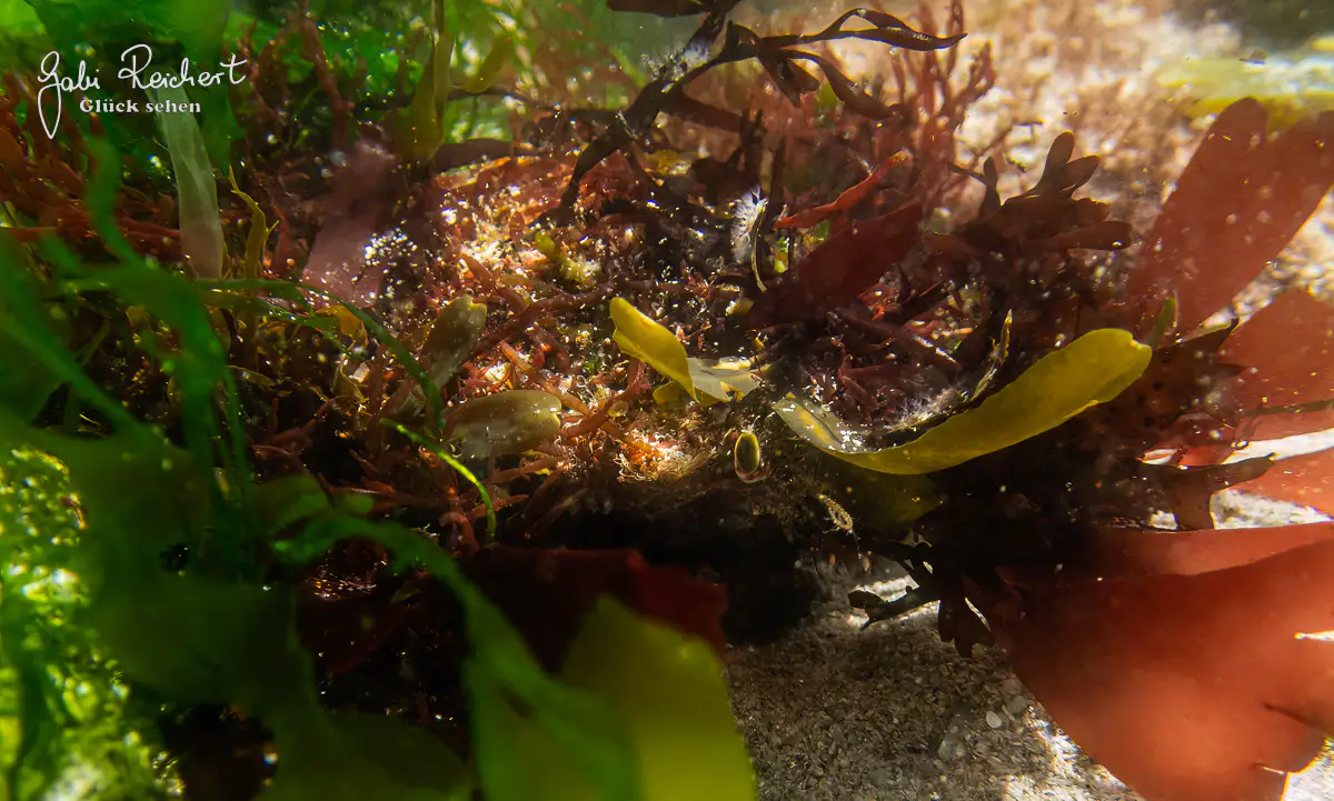 Kaum zu erkennen - die getarnte Seespinne