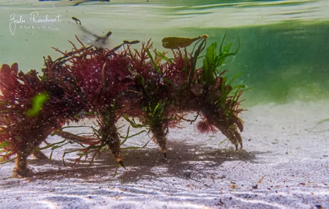 Seespinne