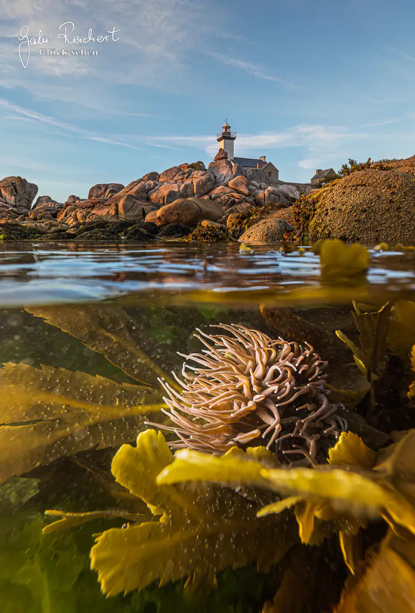 Leuchtturm Pontusval mit Anemone Leuchtturm Pontusval mit Anemone