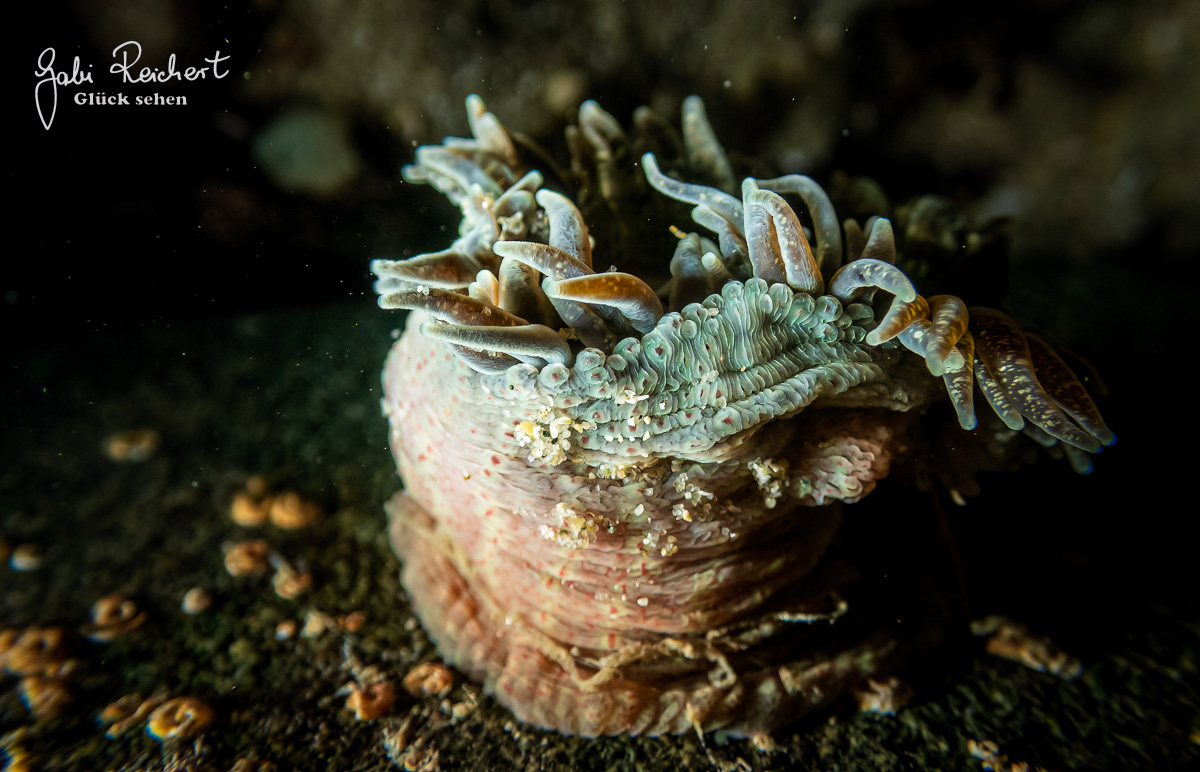 Gesprenkelte Anemone