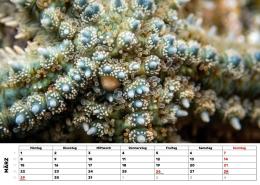 Kalender-27-Eisstern