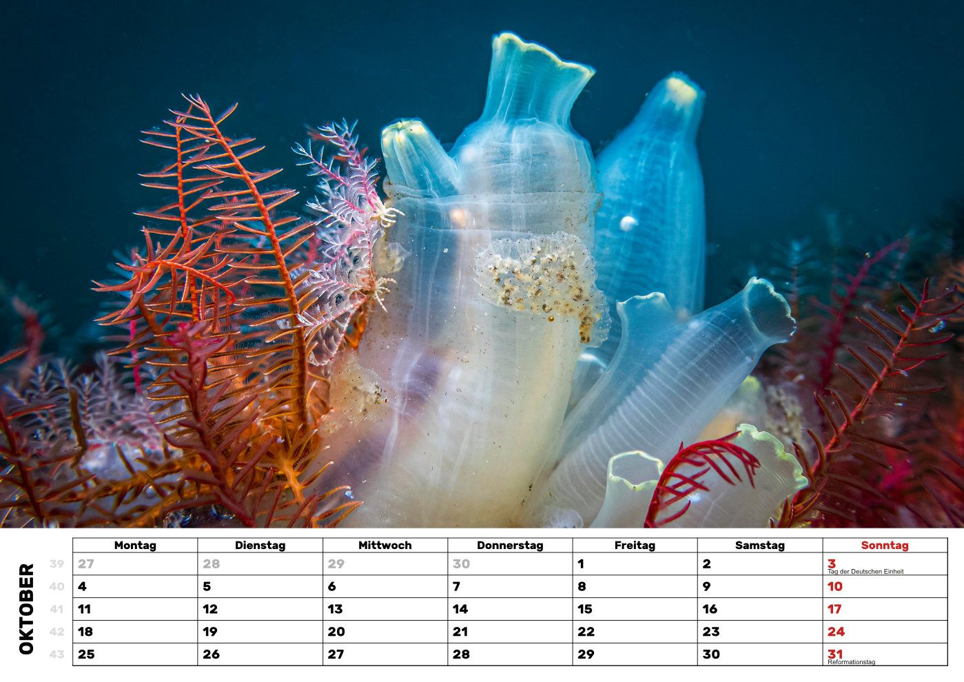 Kalender-27-Haarsterne
