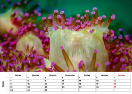 Kalender-27-Juwelanemone
