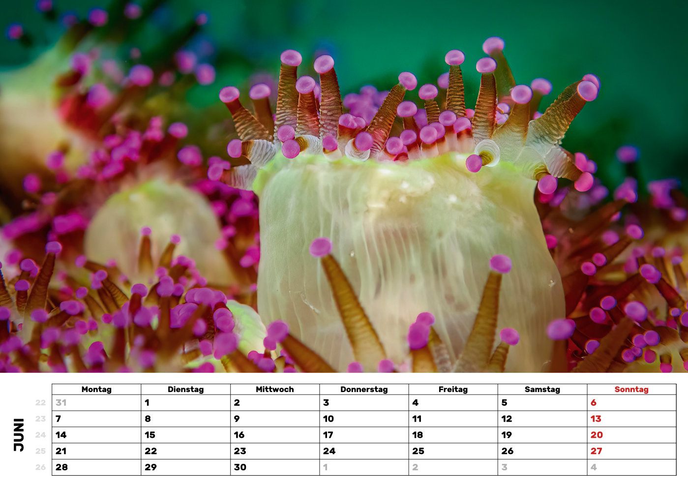 Kalender-27-Juwelanemone