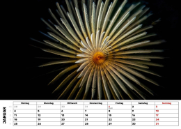 Kalender-27-Sabelle