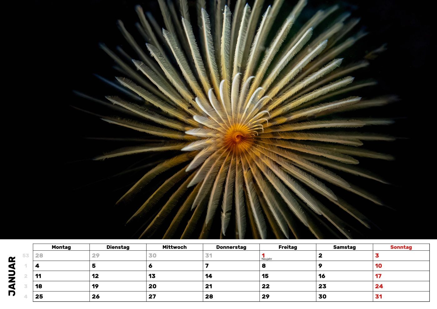 Kalender-27-Sabelle