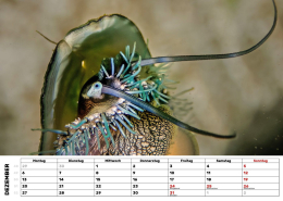 Kalender-27-Seeohr