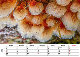 Kalender-27-Seescheide