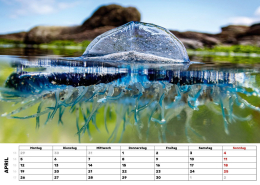 Kalender-27-Segelqualle