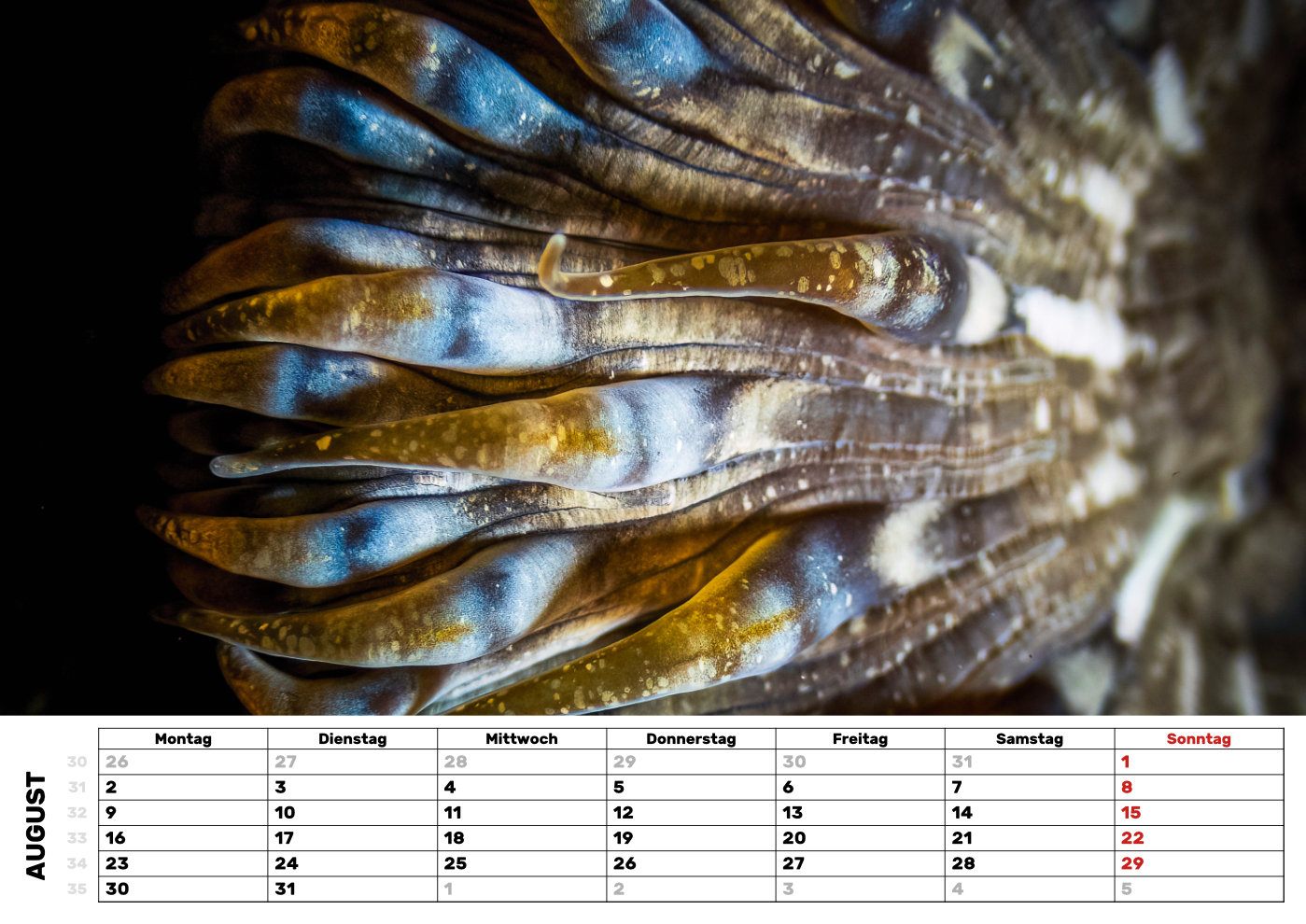 Kalender-27-Sonnenrose