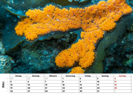 Kalender-27-Sternseescheide