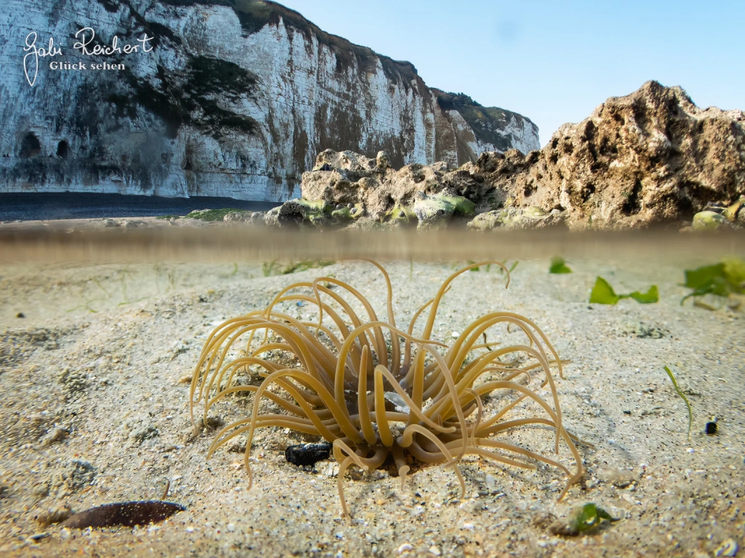 Wachsrose in Dieppe, Split-Level-Foto