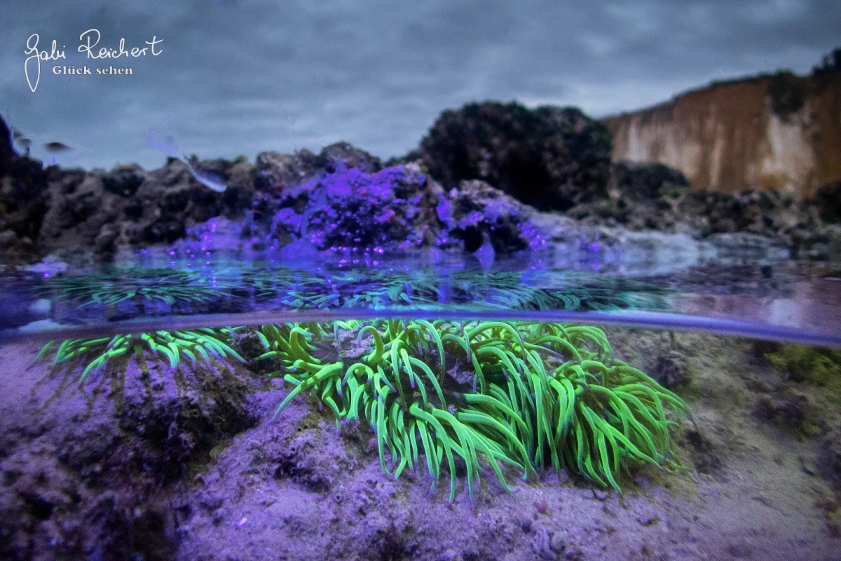 Anemone unter UV Licht, Split-Level-Foto